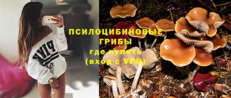 blacksprut зеркало  Щучье  Псилоцибиновые грибы Psilocybe 